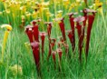 /album/fotogaleria-sarracenia/images-2-jpg14/